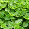 Cretan Herbs